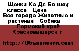 Щенки Ка Де Бо шоу класса › Цена ­ 60 000 - Все города Животные и растения » Собаки   . Пермский край,Красновишерск г.